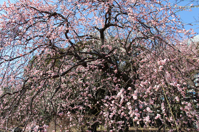 ファイル 7483-3.jpg