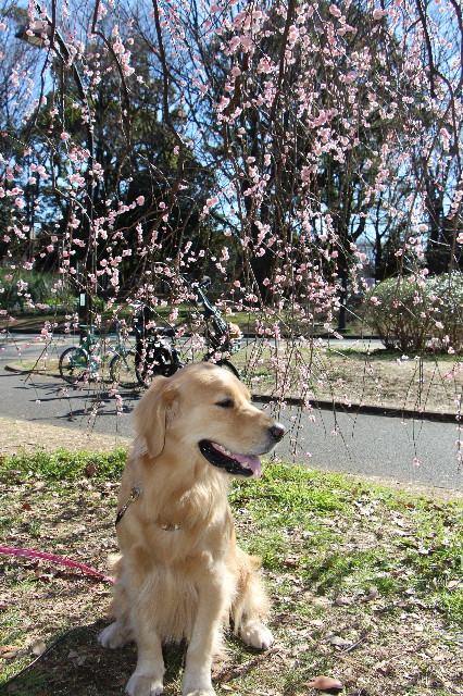 ファイル 7484-2.jpg