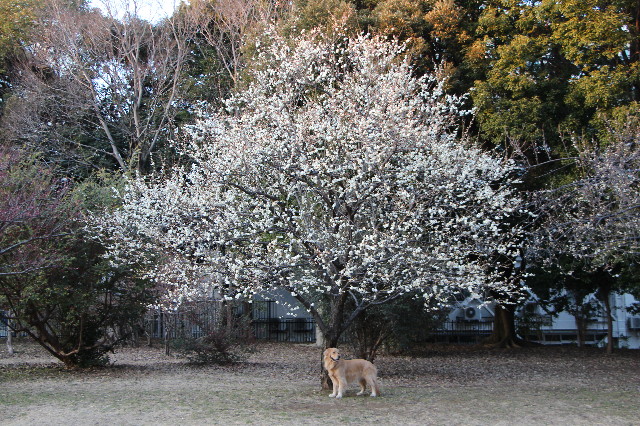 ファイル 7486-4.jpg