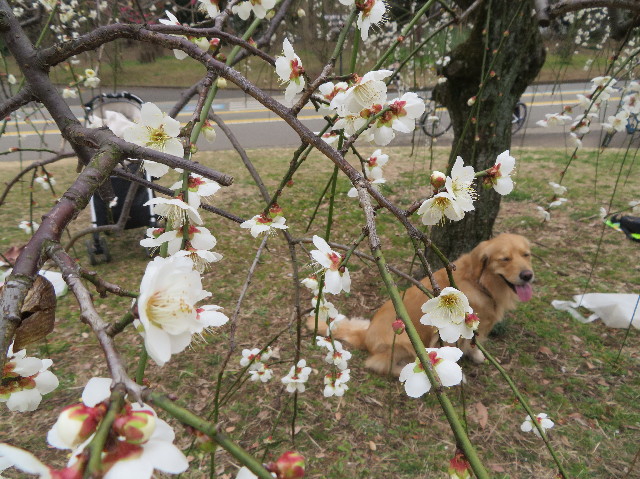 ファイル 7489-5.jpg