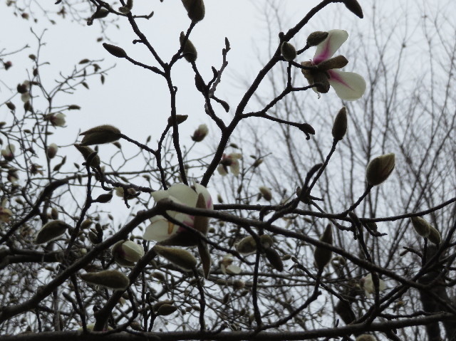 ファイル 7517-1.jpg