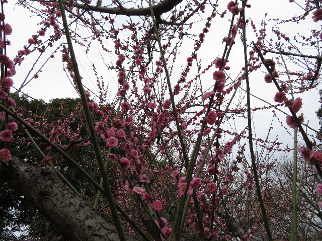 ファイル 7517-3.jpg