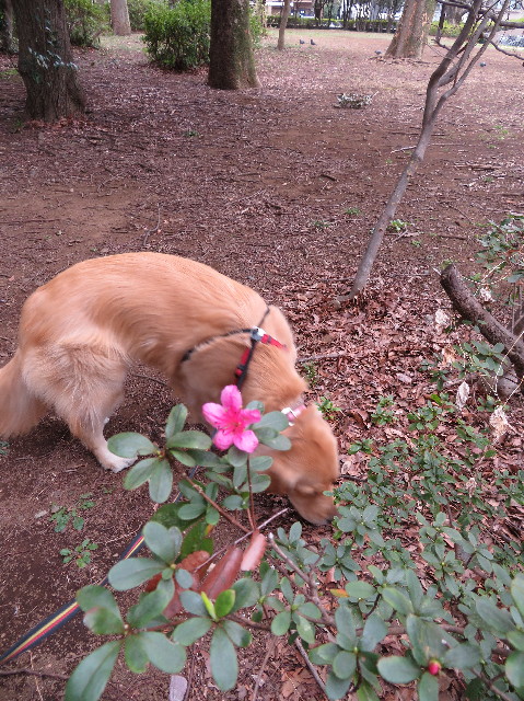 ファイル 7518-2.jpg