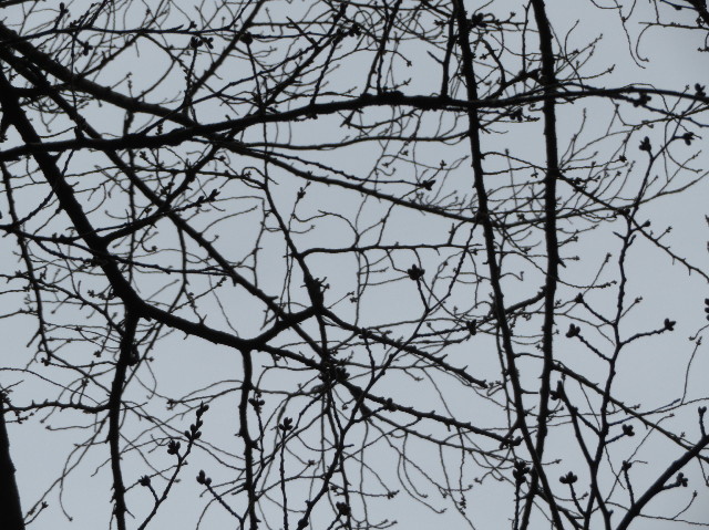 ファイル 7518-5.jpg