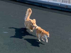 ファイル 7520-2.jpeg