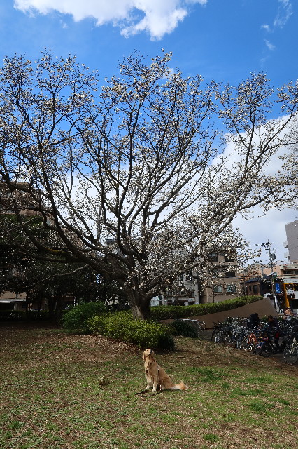 ファイル 7528-5.jpg