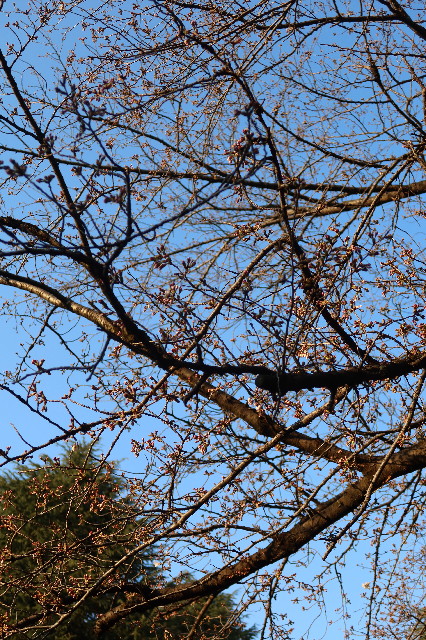 ファイル 7529-2.jpg