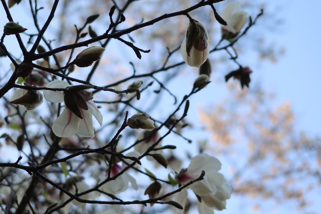 ファイル 7530-2.jpg