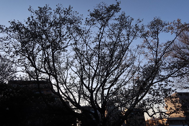 ファイル 7530-3.jpg