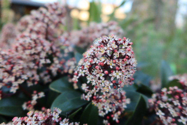 ファイル 7531-1.jpg