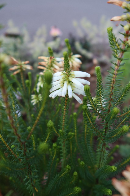 ファイル 7531-2.jpg