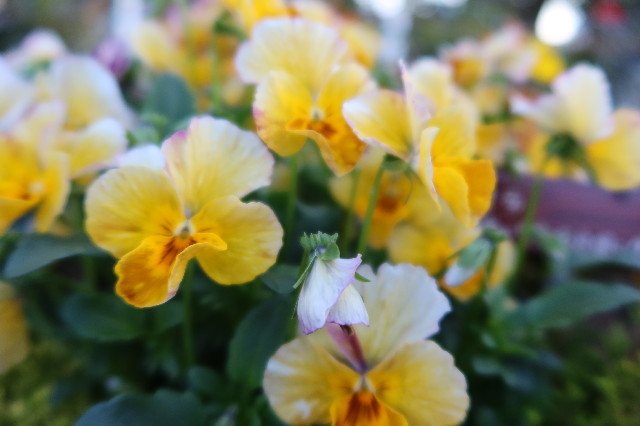 ファイル 7531-5.jpg