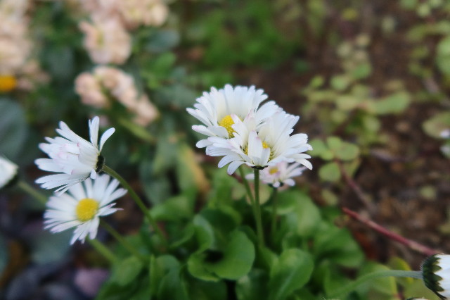 ファイル 7532-2.jpg