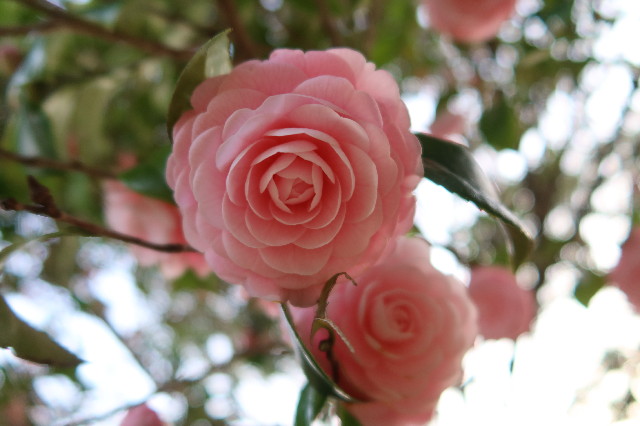 ファイル 7532-4.jpg