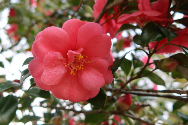 ファイル 7532-5.jpg