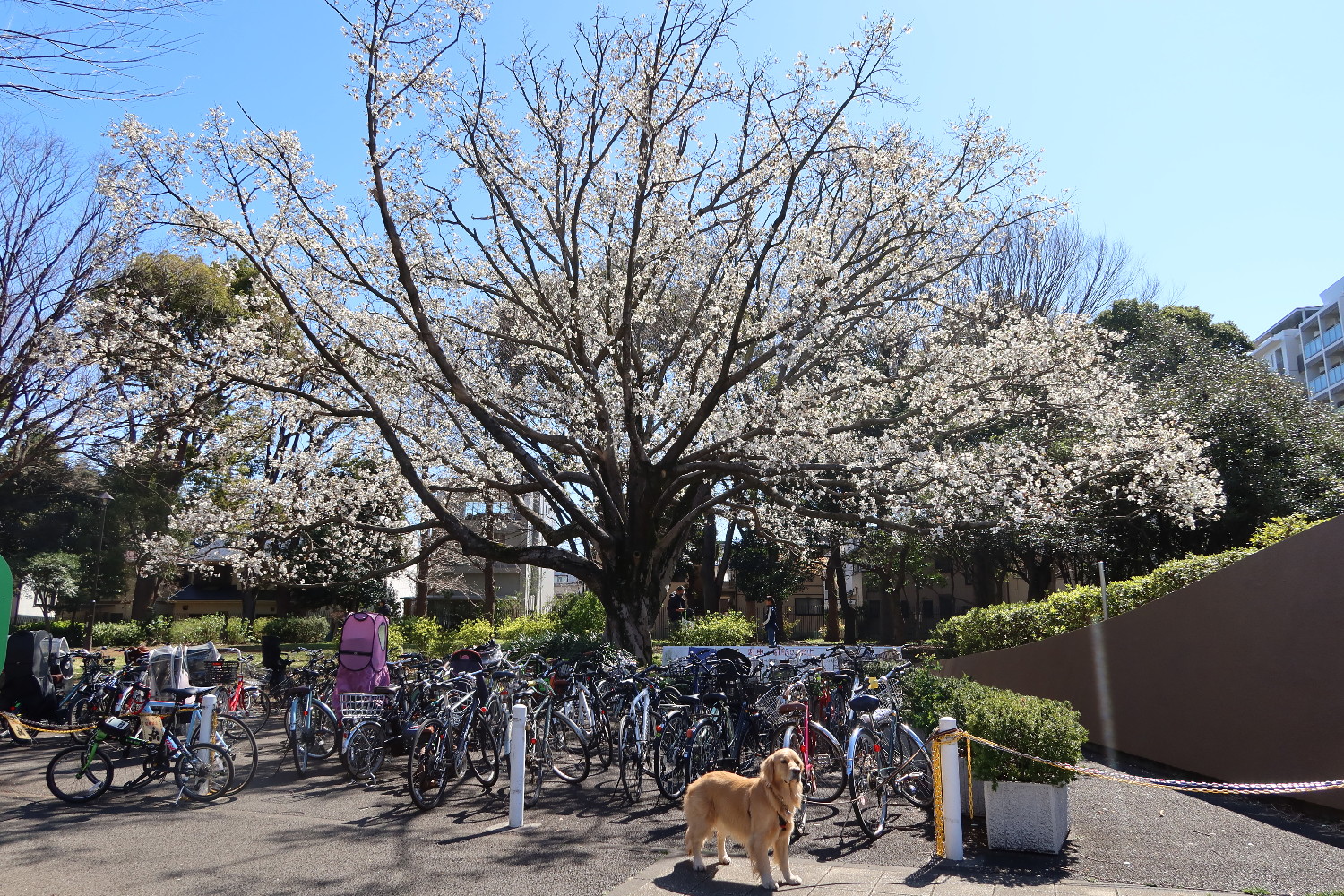 ファイル 7533-1.jpg