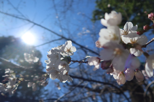 ファイル 7534-5.jpg