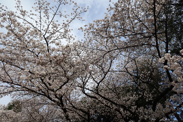 ファイル 7549-5.jpg