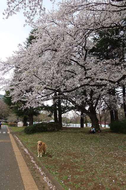 ファイル 7553-1.jpg