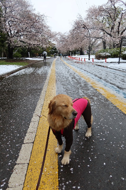 ファイル 7556-1.jpg