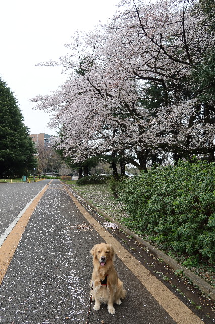 ファイル 7558-1.jpg