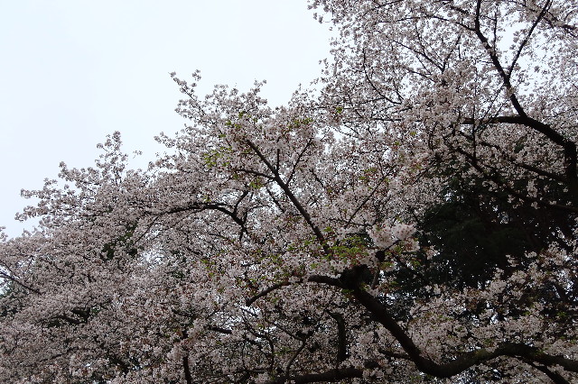 ファイル 7558-2.jpg