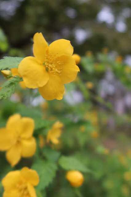 ファイル 7558-5.jpg