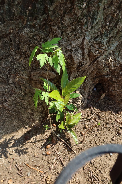 ファイル 7564-1.jpg