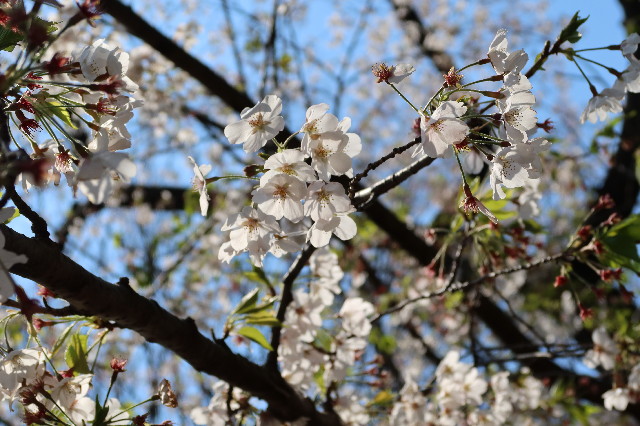 ファイル 7564-5.jpg