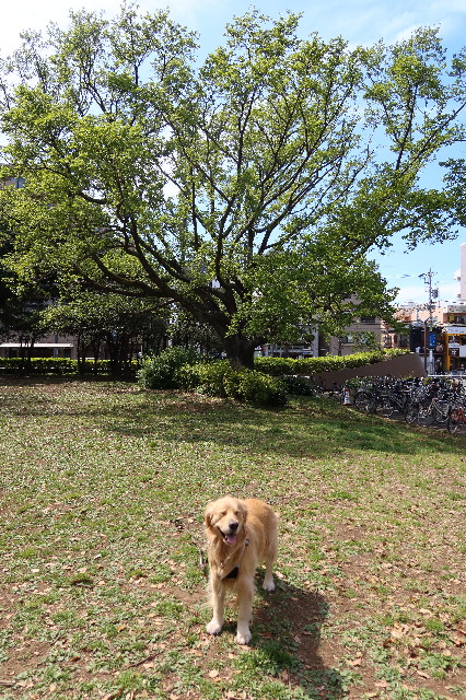 ファイル 7570-4.jpg