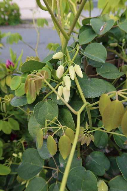 ファイル 7572-5.jpg