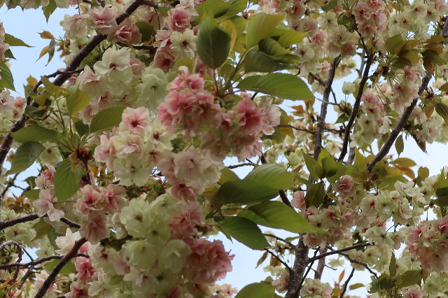 ファイル 7573-2.jpg