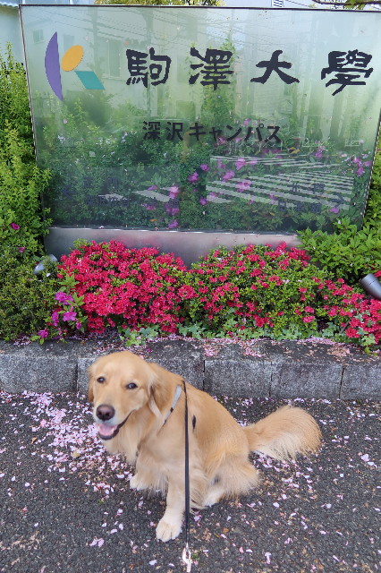 ファイル 7586-1.jpg