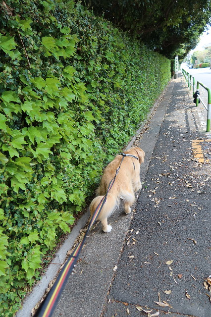 ファイル 7586-2.jpg