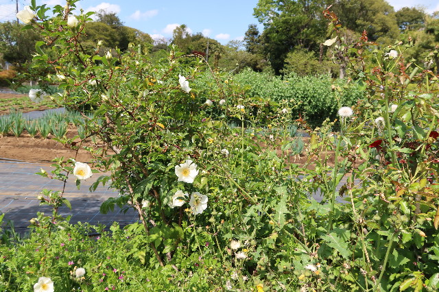 ファイル 7586-3.jpg