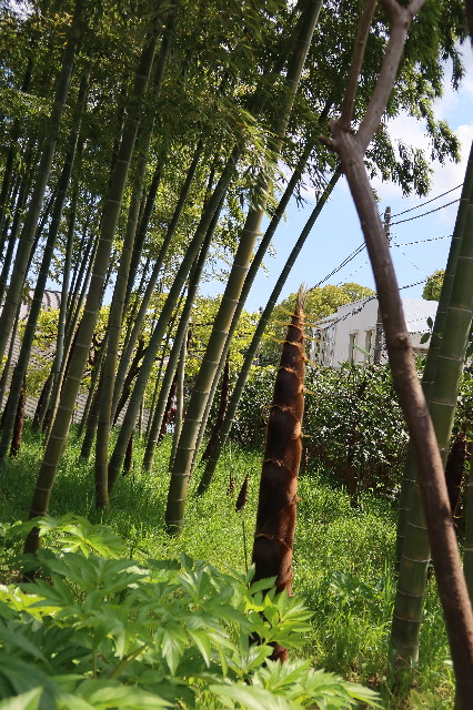 ファイル 7586-5.jpg