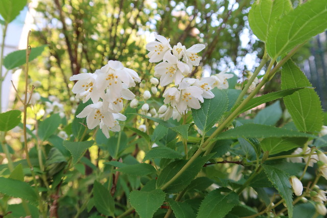 ファイル 7591-3.jpg