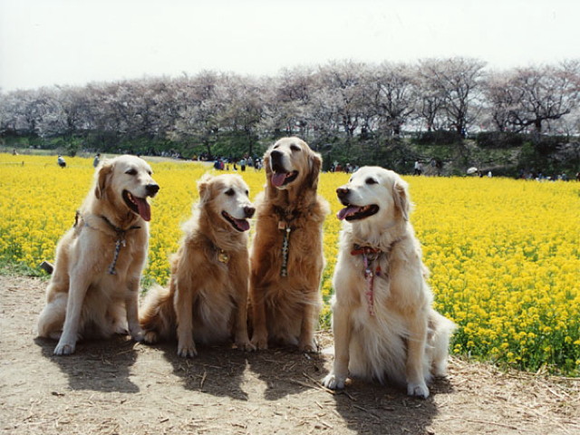 ファイル 7593-2.jpg