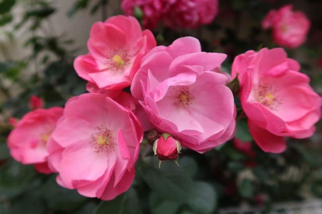 ファイル 7612-2.jpg