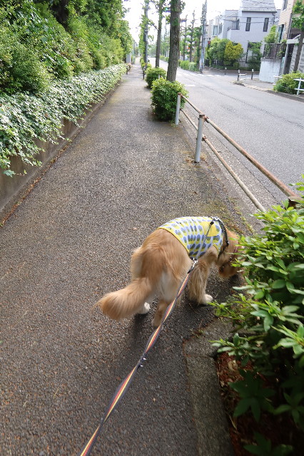 ファイル 7616-2.jpg