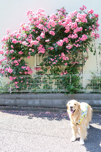 ファイル 7621-4.jpg