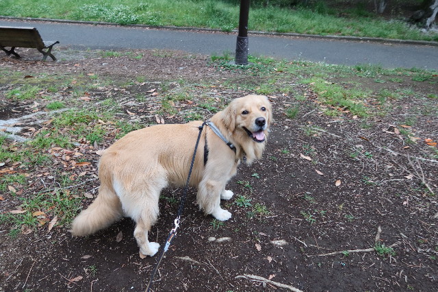 ファイル 7622-1.jpg