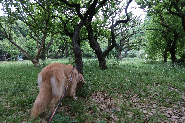 ファイル 7622-2.jpg