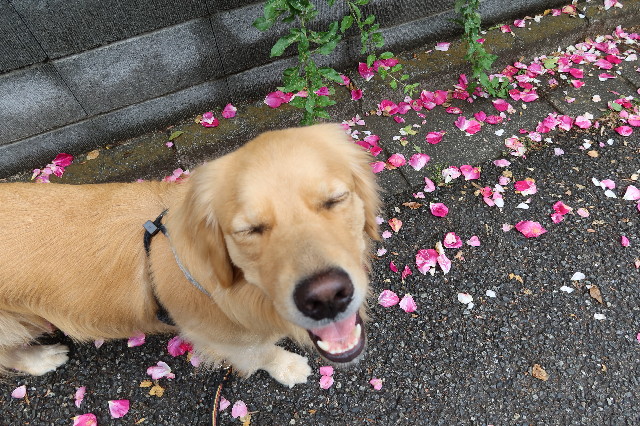 ファイル 7623-5.jpg