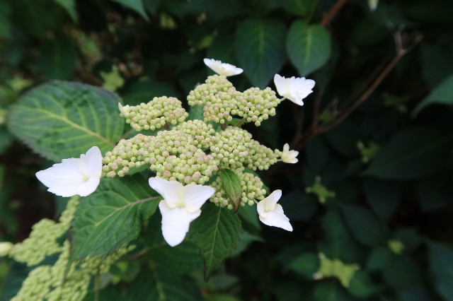 ファイル 7625-5.jpg