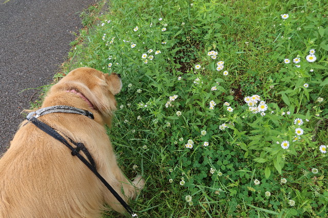 ファイル 7626-3.jpg