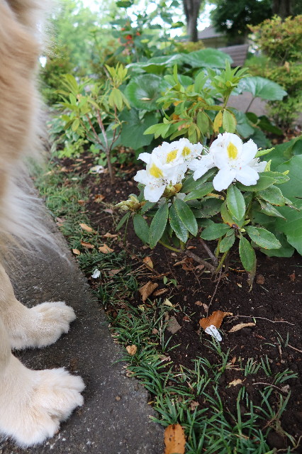 ファイル 7626-5.jpg