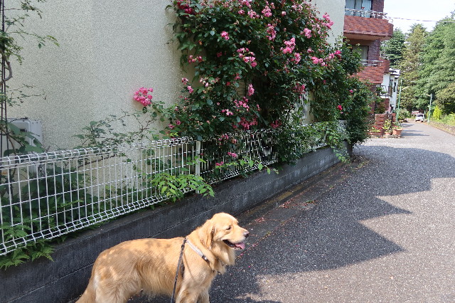 ファイル 7634-1.jpg