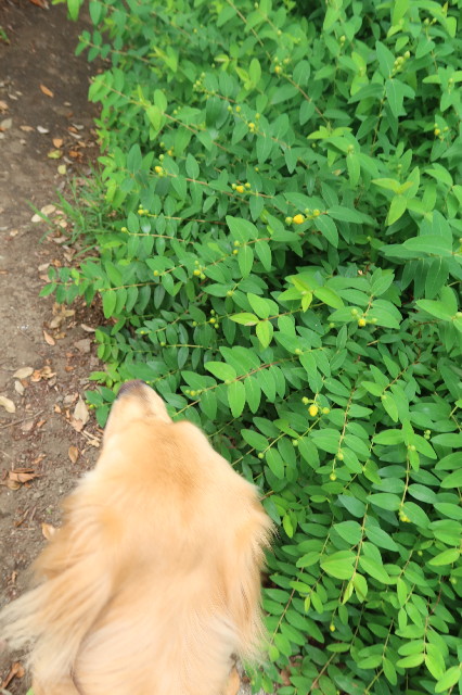 ファイル 7634-5.jpg