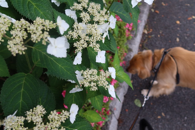 ファイル 7638-1.jpg